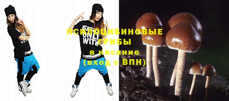 купить наркотики сайты  Тосно  shop клад  Псилоцибиновые грибы Psilocybine cubensis 